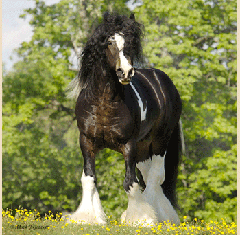 El Brio Vanner - Gypsy Vanner Horses